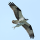 Illustration for article titled Birds, Ranked